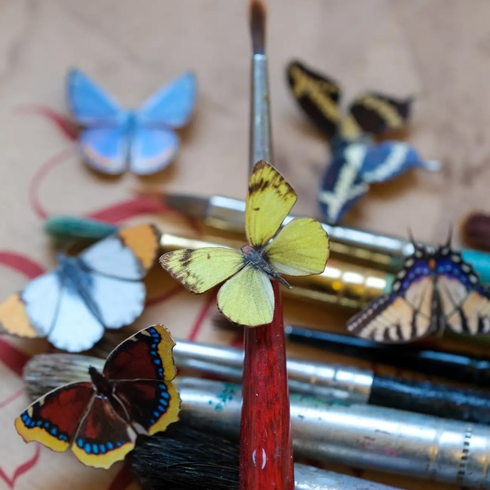 North American Butterfly Micro Collection
