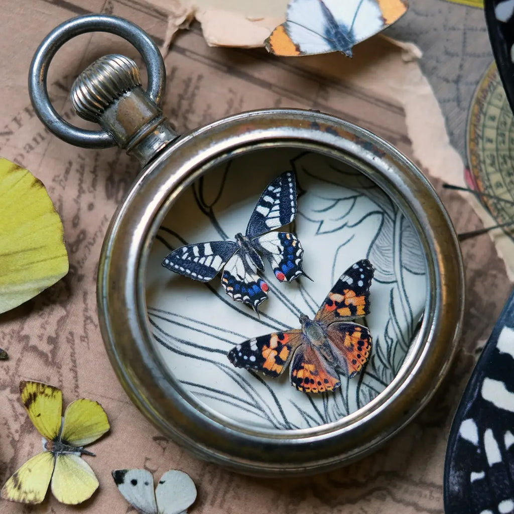 North American Butterfly Micro Collection