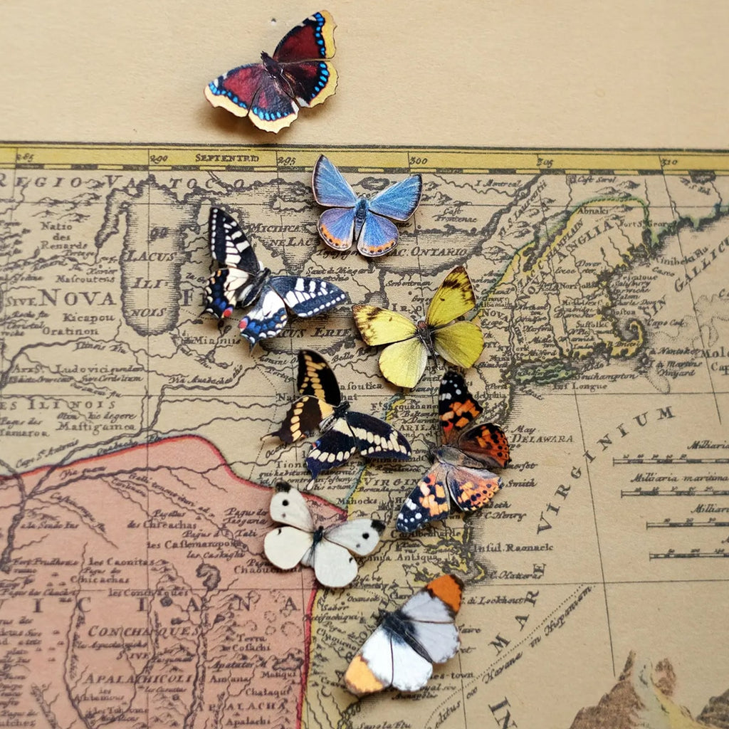 North American Butterfly Micro Collection
